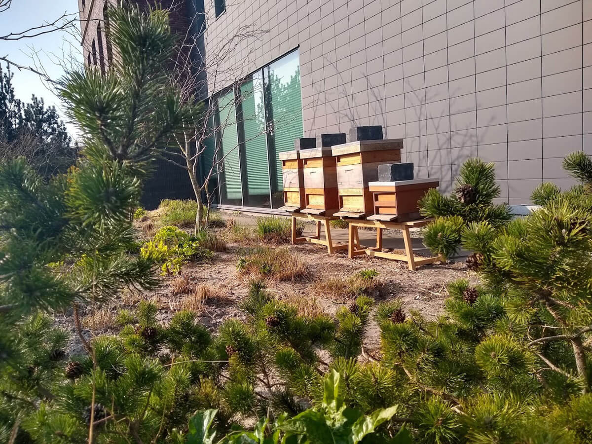 Ooijevaar maakt ruimte voor bijen